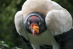 Condor Ops